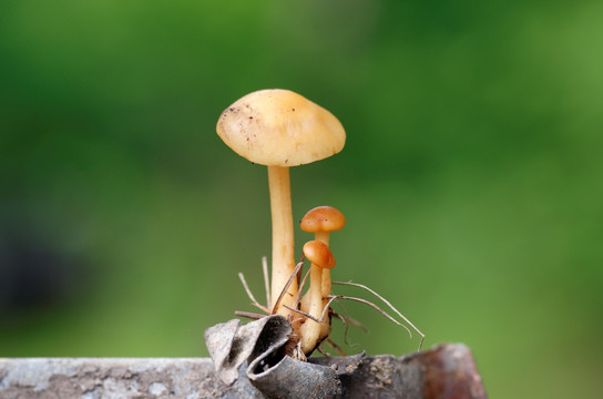 蘑菇
