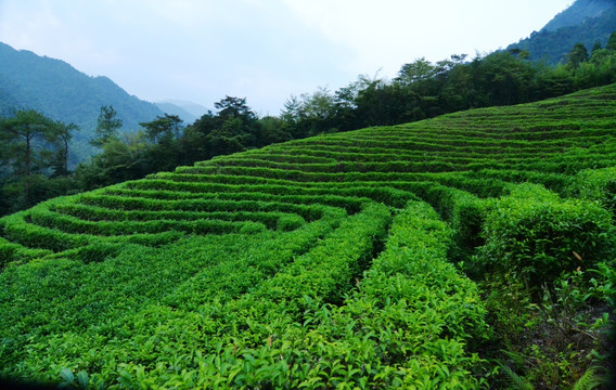 广西贺州姑婆山茶园