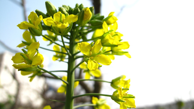 油菜花