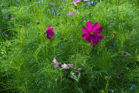 格桑花 田野