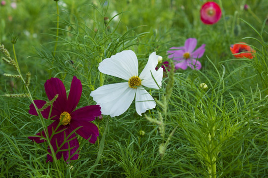 格桑花 田野