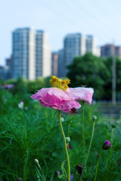 窑栗花