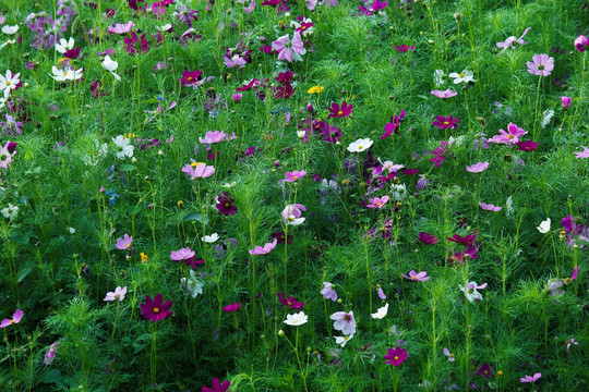 田园风光 格桑花