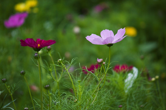 田野 格桑花