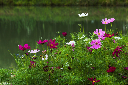 格桑花 风景画 风光