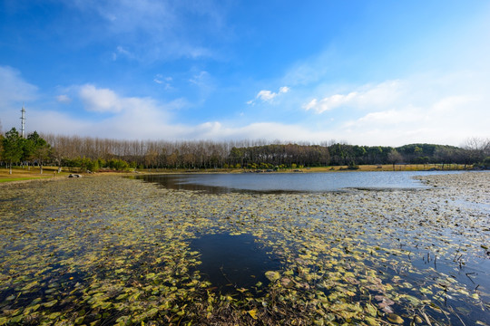 生态湿地