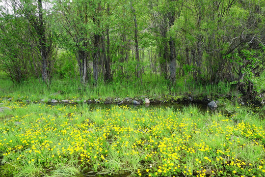 湿地花丛