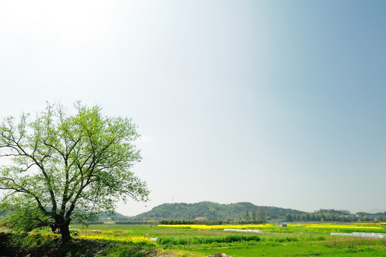 田园风光