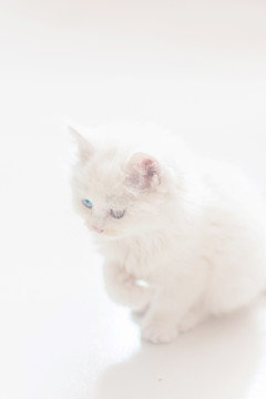 安静的白色猫
