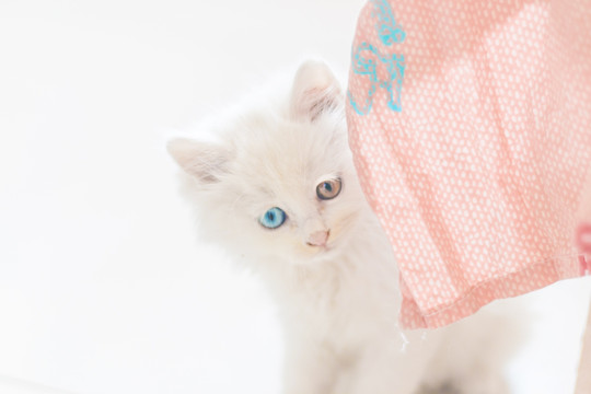 蓝色眼睛猫