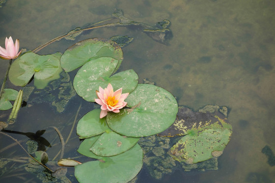 荷花