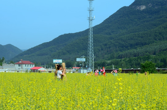 tif 格式 东北油菜花田