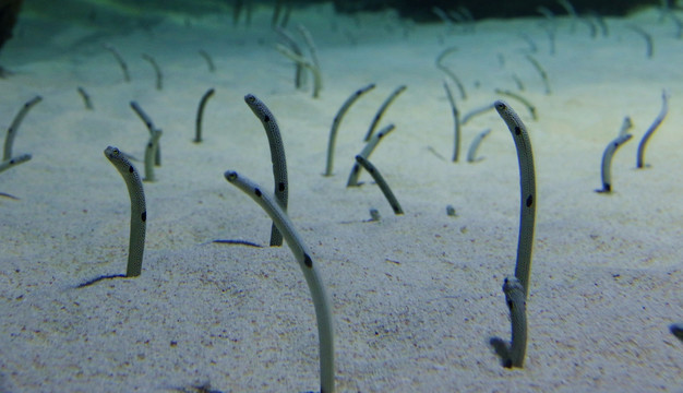 海洋动物海蛇沙虫