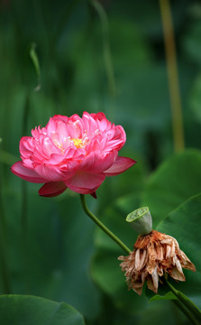 荷花