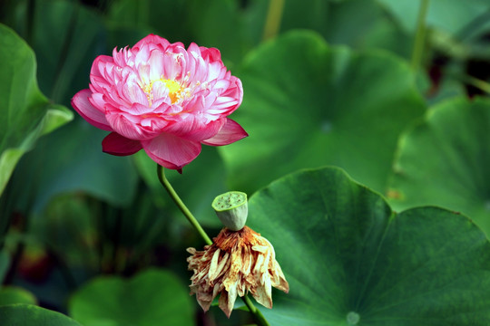 荷花