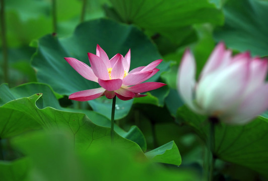 荷花