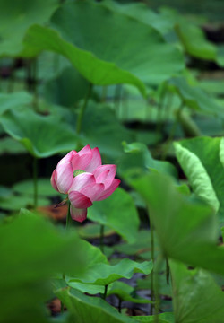 荷花