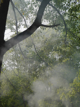 树烟雾