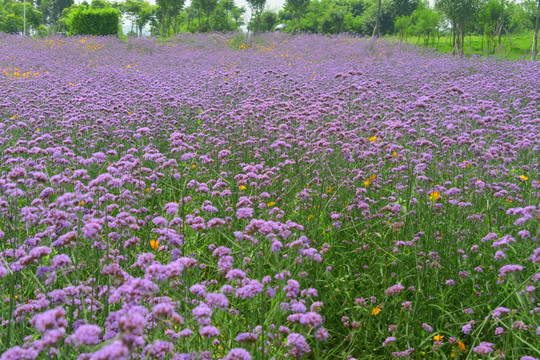 紫色花海 柳叶马鞭草花田