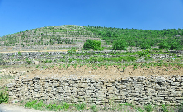 山坡 丘陵 农田