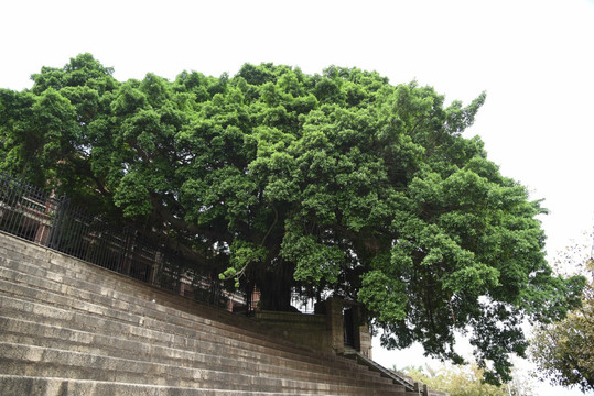 大叶榕参天大树