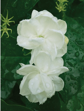 雨后茉莉花