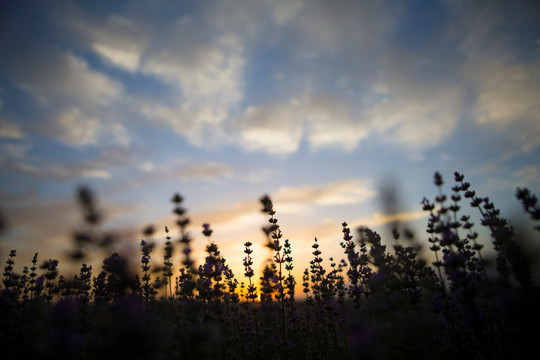 花草地落日