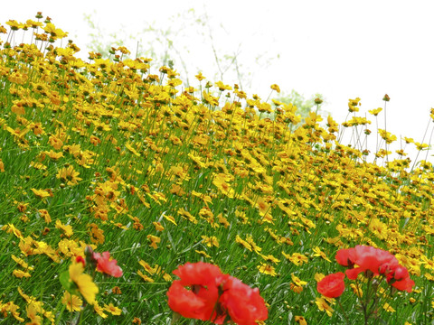 野黄菊花