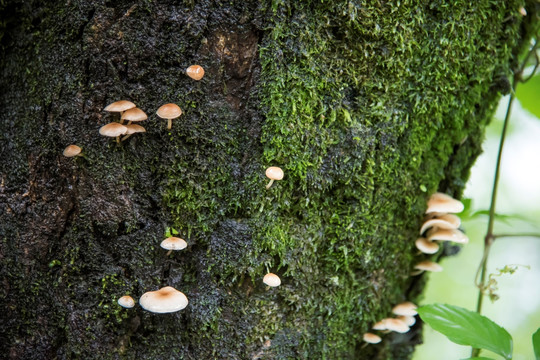 树干上的野蘑菇