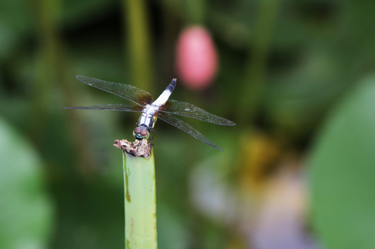 蜻蜓