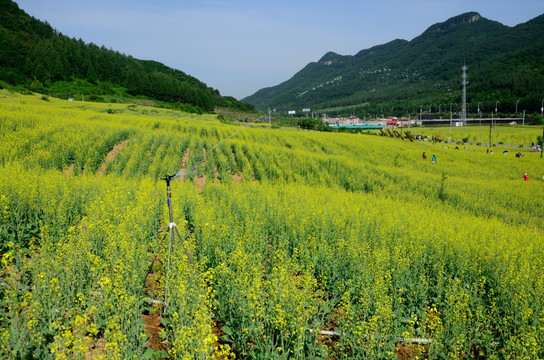 tif格式 东北油菜花田灌溉