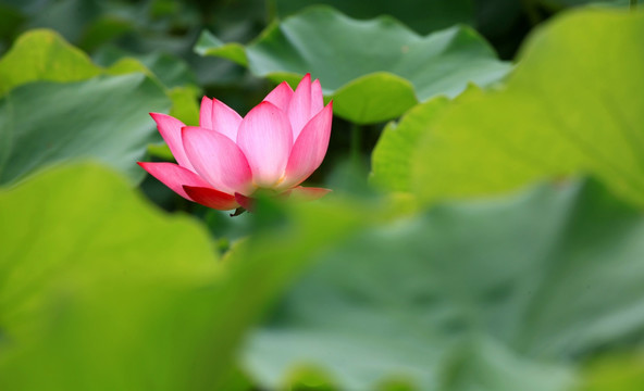 荷花