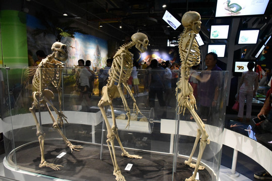 人类骨骼模型