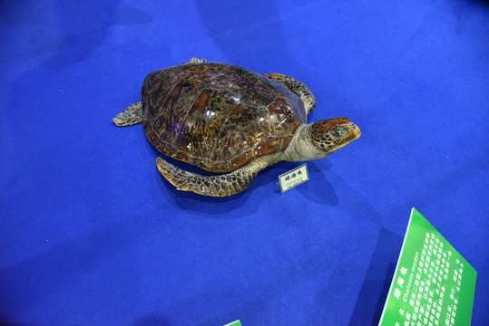 海龟标本