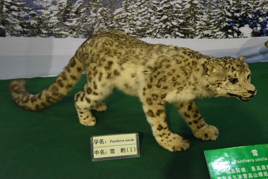 雪豹标本