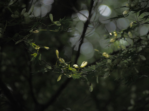 枫叶花