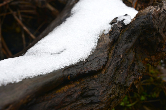 冬日树干上的残雪