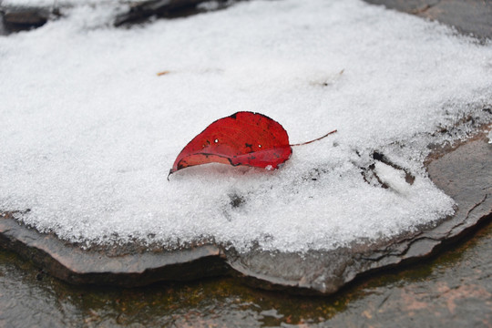 石板岩残雪上的落叶