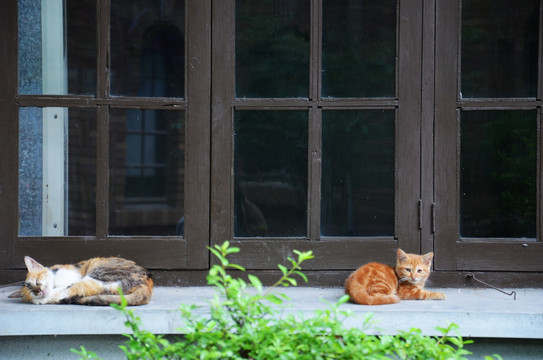 窗台上的两只小猫