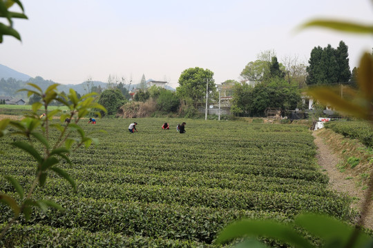 茶园 采茶 采茶女 春天