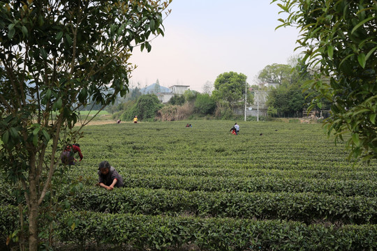 茶园 采茶 采茶女 春天