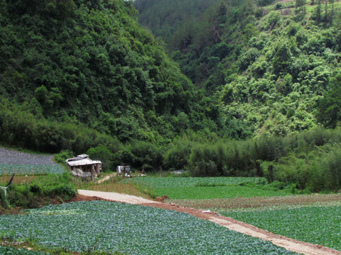 山里的菜地