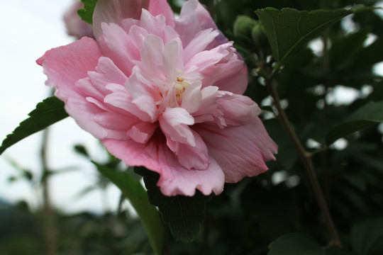 花 花朵 花瓣 花篮 摄影