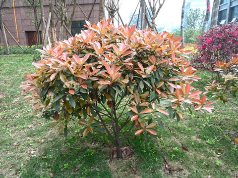 绿色植物