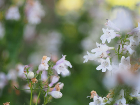 小白花