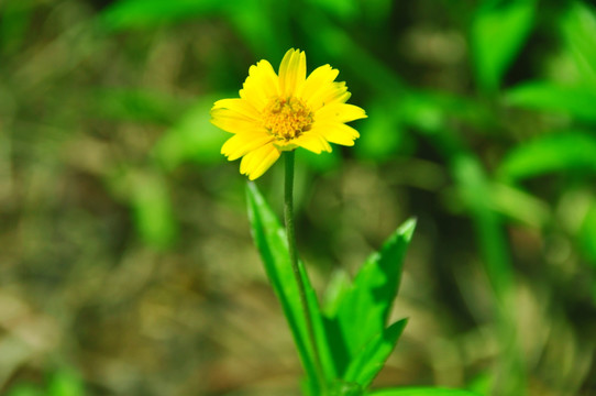 一朵小黄花