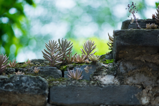 瓦松 药材 野生 植物 植被