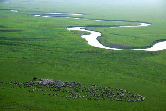 夏季草原牧场牧羊
