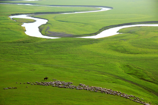 牧场草原夏季羊群