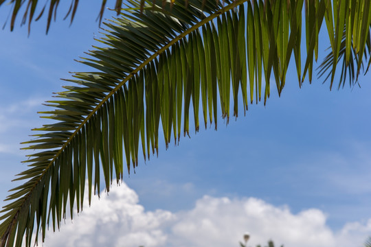 棕榈树叶子 蓝天白云